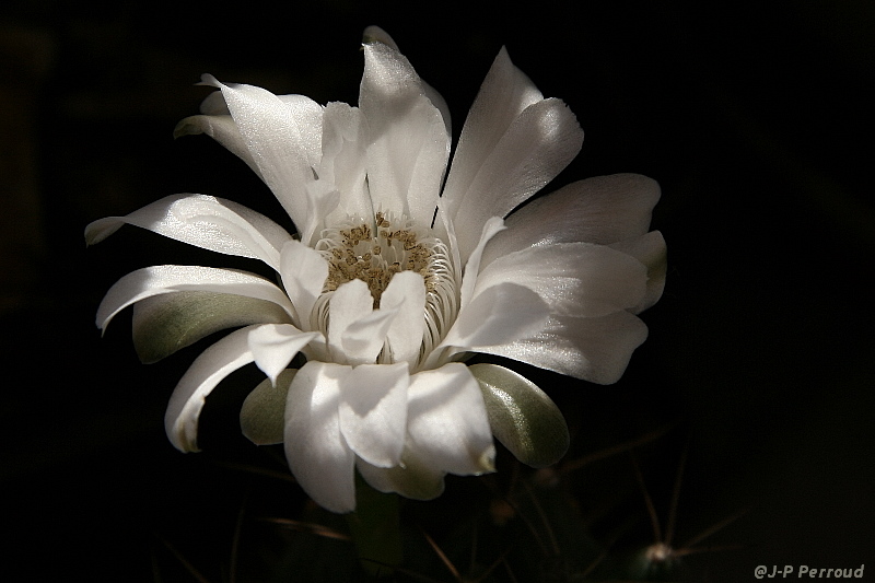 70-300 Sigma APO-fleurs-0061.jpg