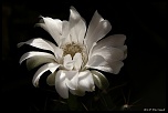 70-300 Sigma APO-fleurs-0061.jpg