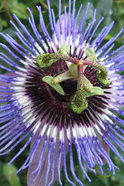 70-300 Sigma APO-fleurs-0027.jpg