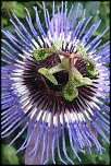 70-300 Sigma APO-fleurs-0027.jpg