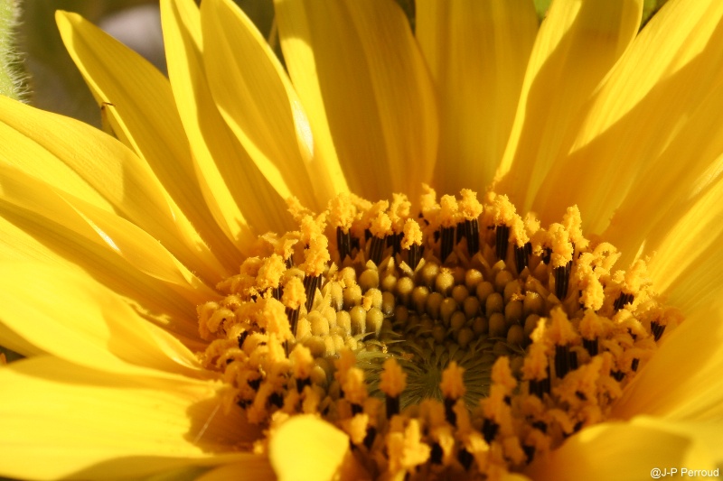 70-300 Sigma APO-fleurs-0034.jpg