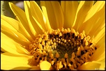 70-300 Sigma APO-fleurs-0034.jpg