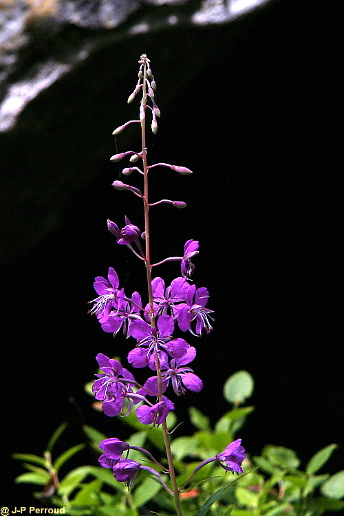 70-300 Sigma APO-fleurs-0045.jpg