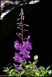 70-300 Sigma APO-fleurs-0045.jpg