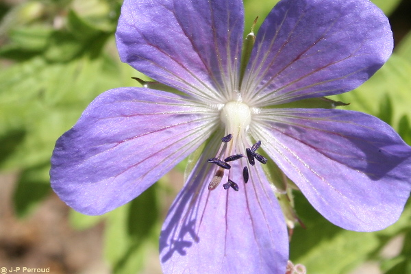 70-300 Sigma APO-fleurs-0031.jpg