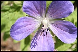 70-300 Sigma APO-fleurs-0031.jpg