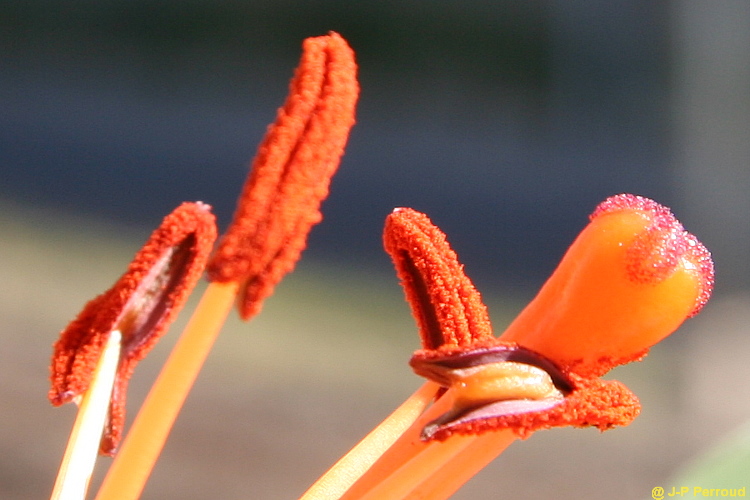70-300 Sigma APO-fleurs-0044.jpg