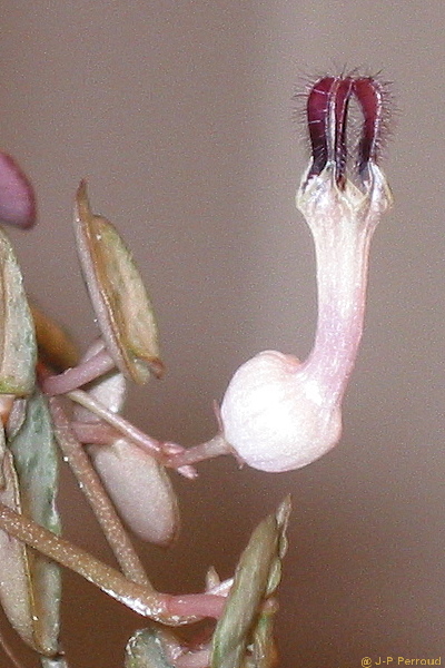 70-300 Sigma APO-fleurs-0035.jpg