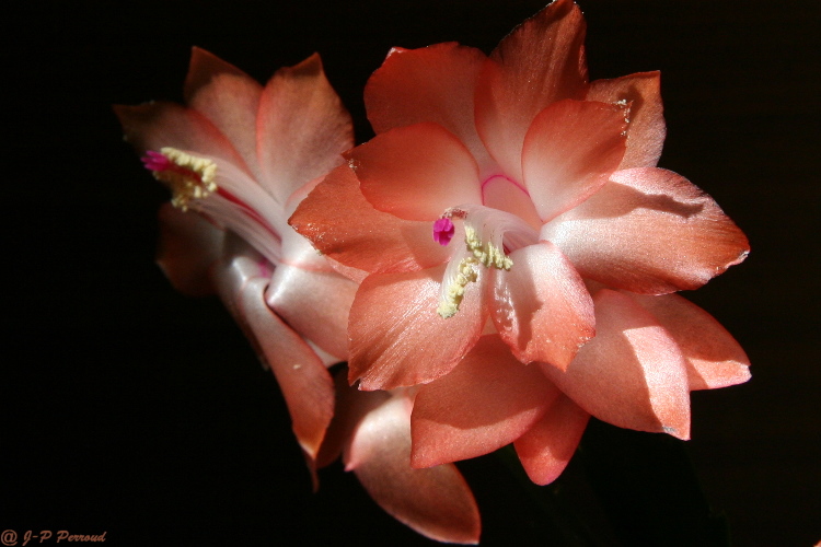 70-300 Sigma APO-fleurs-0048.jpg