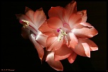 70-300 Sigma APO-fleurs-0048.jpg