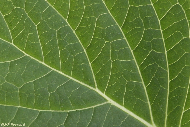 feuilles 0005