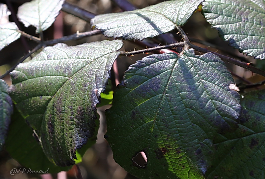 feuilles 0021