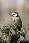 microdrive 2,2 Go-2011_01_14_5474_pn.jpg