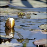 microdrive 2,2 Go-2010_06_05_2085_pn.jpg
