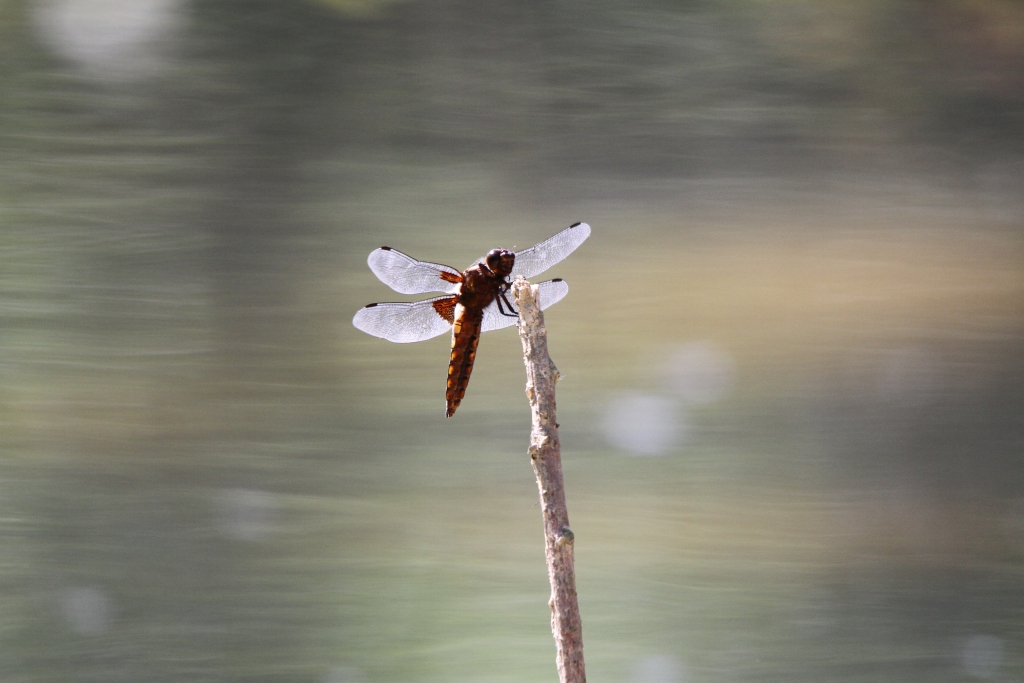 microdrive 2,2 Go-2010_06_05_2242_pn.jpg