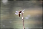 microdrive 2,2 Go-2010_06_05_2242_pn.jpg