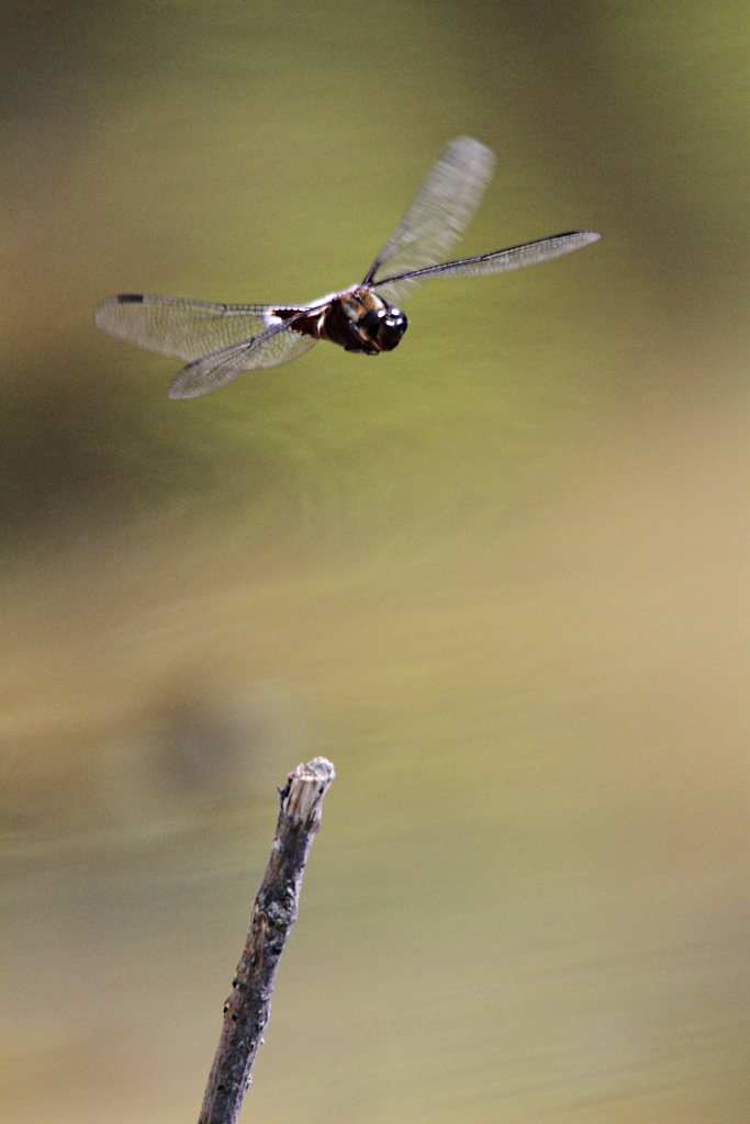 microdrive 2,2 Go-2010_06_05_2275_pn.jpg