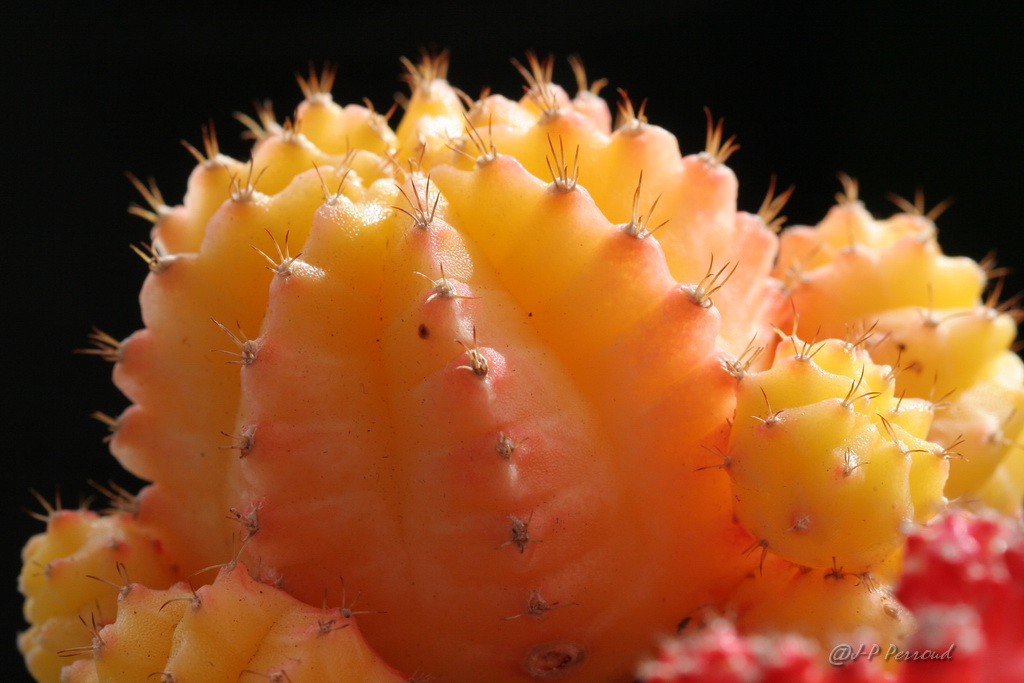 70-300 Sigma APO-cactus-0035.jpg