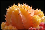 70-300 Sigma APO-cactus-0035.jpg