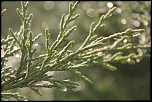 IMG 0155