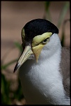 70-300 Sigma APO-_mg_4571.jpg