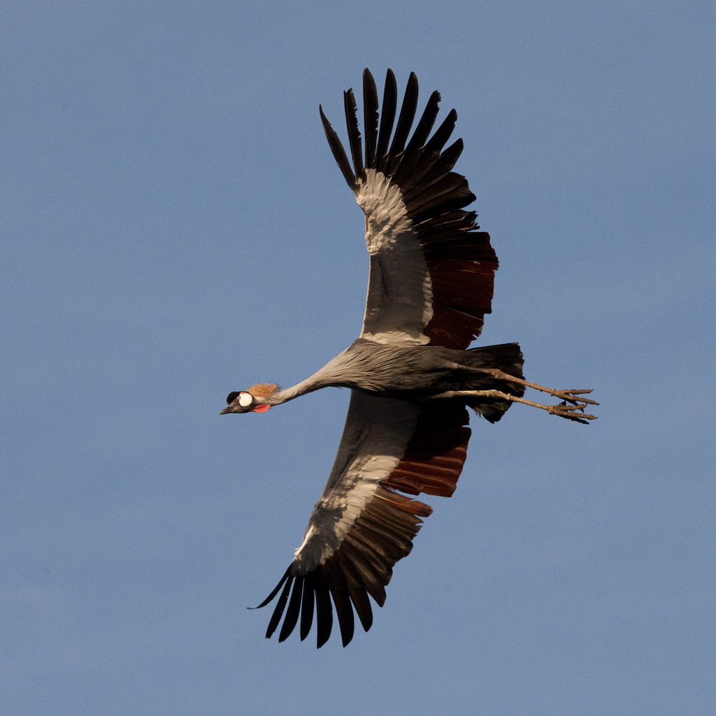 70-300 Sigma APO-_mg_7798.jpg