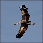 70-300 Sigma APO-_mg_7798.jpg