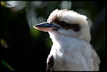 70-300 Sigma APO-_mg_4531.jpg