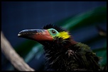70-300 Sigma APO-_mg_4652.jpg