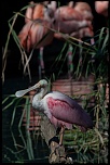 70-300 Sigma APO-_mg_4696.jpg