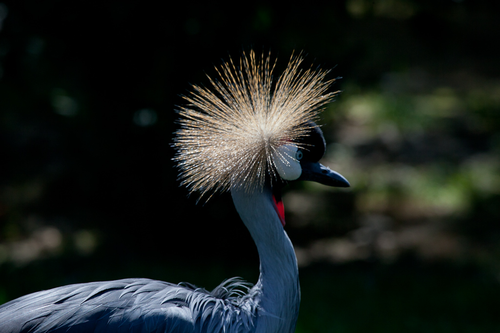 70-300 Sigma APO-_mg_4739.jpg