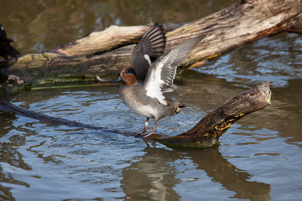 70-300 Sigma APO-_mg_7608.jpg