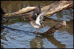70-300 Sigma APO-_mg_7608.jpg