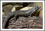 microdrive 2,2 Go-img_0808-modifier.jpg