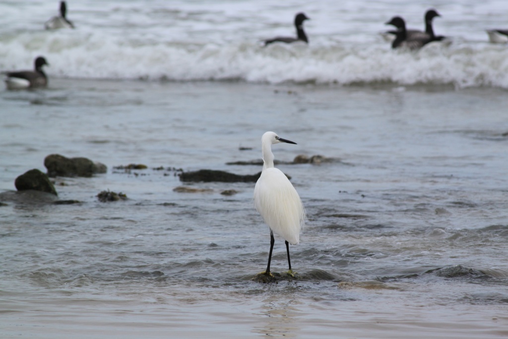 Coucouuuuu &#33;-aigrette-de-jard-240211-024.jpg