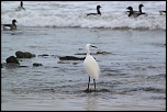 Coucouuuuu &#33;-aigrette-de-jard-240211-024.jpg