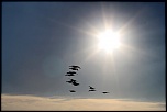 Coucouuuuu &#33;-bernaches-dans-le-soleil.jpg