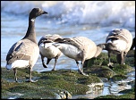 Coucouuuuu &#33;-2011-bernaches-190101.jpg