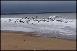 Coucouuuuu &#33;-2010-bernaches-0212021.jpg
