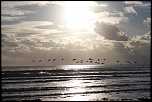 Coucouuuuu &#33;-2010-bernaches-1712062.jpg