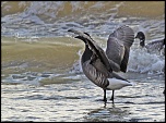 Coucouuuuu &#33;-2011-bernaches-2001024.jpg