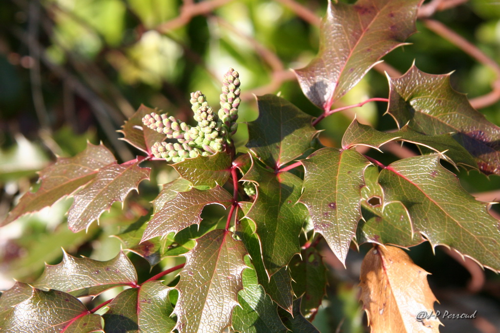 feuilles 0022