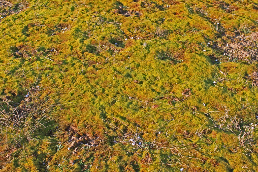 Choix de sacs-mousse-de-terre.jpg
