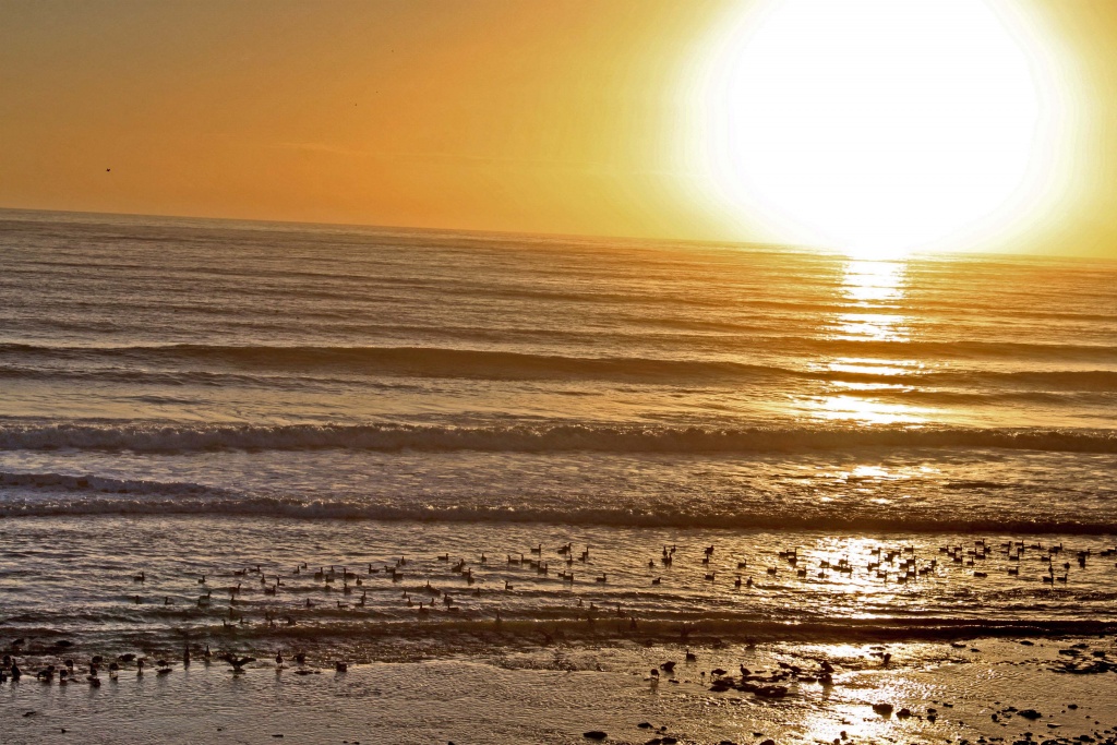 Choix de sacs-les-bernaches-au-pays-du-soleil-levant.jpg