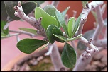 bonsai 0005 
 
Jeune olivier