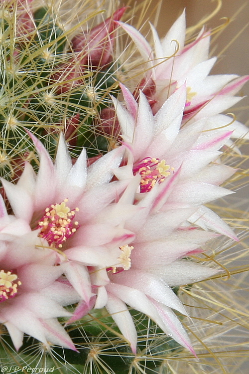 70-300 Sigma APO-cactus-0015.jpg
