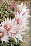 70-300 Sigma APO-cactus-0015.jpg