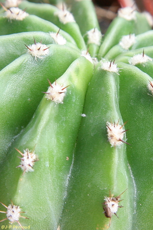 70-300 Sigma APO-cactus-0016.jpg