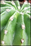 70-300 Sigma APO-cactus-0016.jpg