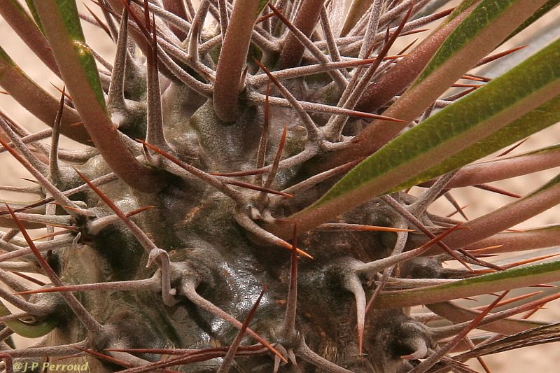 70-300 Sigma APO-cactus-0029.jpg